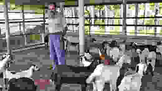 for Goat Farming in Dakshina Kannada